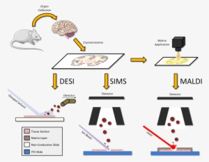Overview Of Desi, Sims And Maldi Msi Workflow - Tissue #2108313 Overview Of Desi, Sims And Maldi Msi Workflow - Tissue #2108313