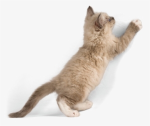 Cats Fighting Png - Cat Fighting Png #2109655