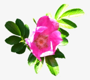 Clip Art Of Dog Rose Hip, Flower Of Dog Rose - Flower Clip Art #2110509