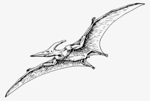 Pterodactyl Png #2113205