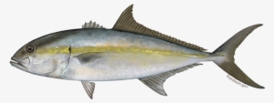 Greater Amberjack #2114048