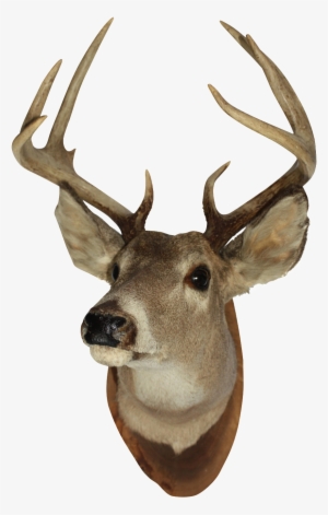 Vintage White Tail Deer - Cabeza De Venado Png #2114947