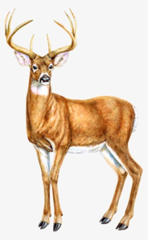 Tubes Cerfs / Chevreuils - Cerf Dessin Couleur #2115029