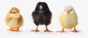 Baby Chicken Png - Student Study Guide With Ibm Spss Workbook For Statistics #2117023