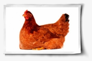 A Hen's Relationship With Her Eggs Post Image - Egg Of A Chicken #2117266