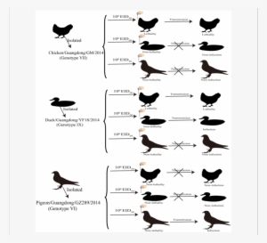 Transmission Studies Of Ndv In Chickens, Ducks And - Chicken #2117458