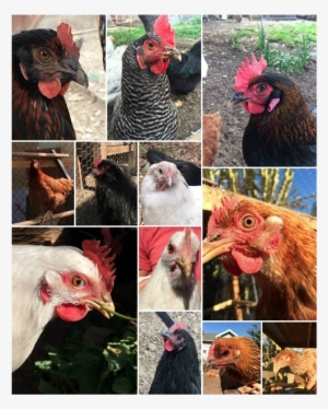 Rooster #2117612