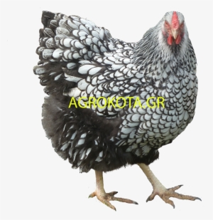 Png Chicken Image - Chicken #2117711