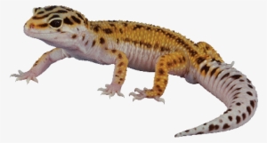 The Exception To The Rule - Leopard Gecko No Background #2118051