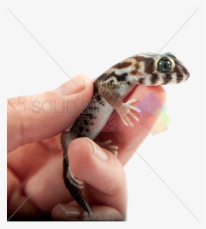 Gekos As Pet #2118308