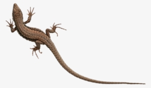 Gecko - Alligator Lizard #2118369