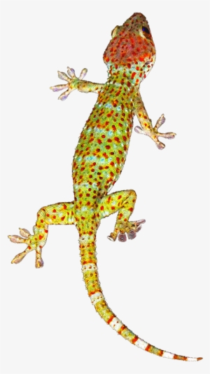 Geckos Background Png - Tokay Gecko Journal: 150 Page Lined Notebook/diary #2118423