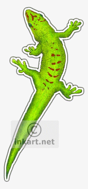 Giant Day Gecko Decal - Phelsuma #2118460