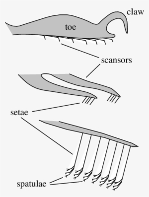 Generalized Structure Of An Adhesive Gecko Foot - Gecko Feet #2118598