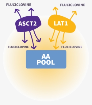 Mechanism Of Action For Axumin - Mechanism Of Action #2118669