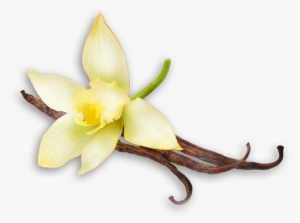 Related Wallpapers - Vanilla Bean Flower #2118742
