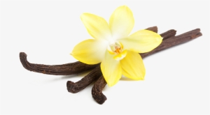 28 Collection Of Vanilla Clipart Transparent #2118743