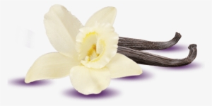 Post Navigation - Vanilla Icon Png #2118876