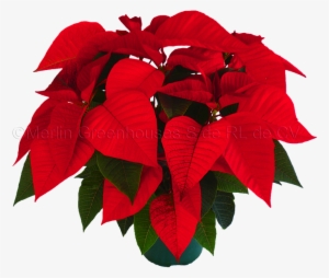 Flower Crown Snapchat Png - Flor De Noche Buena Png #2121229