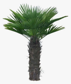 Arboles, Jardines Y Palmeras Png - Palm Tree Animation #2121541