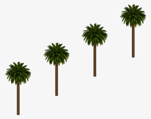 Palmeras - Borassus Flabellifer #2121622