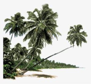 Palmera Png - Paurotis Palm #2121874