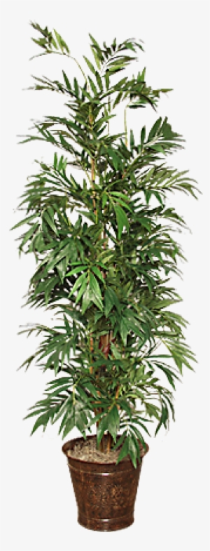 Palmera Bamboo - Bamboo #2121961