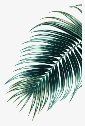 Reforestation Chart - Roystonea #2122085