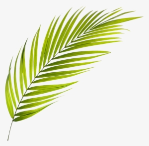 P Palmera Aboutus Palmas Aboutus - Tree #2122088