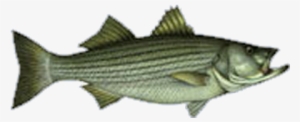 7am -1230pm Jigging Stripers/blues - Morning #2124477