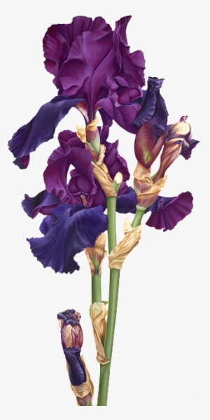 Iris - Ирисы На Прозрачном Фоне #2124505