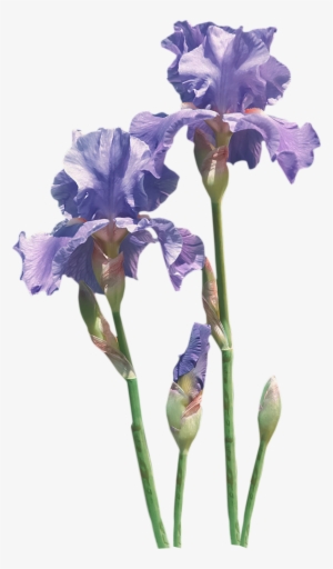 Flower Common Poppy Iris Transprent Png Free - Irises #2124604