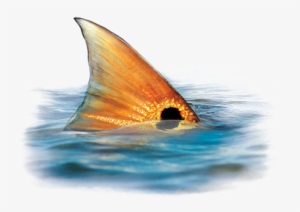 Tailing Redfish Decal - Red Drum #2124743