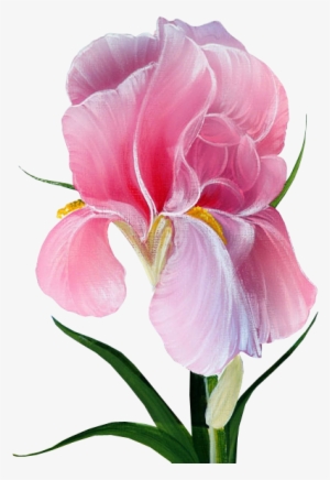 Pink Iris - Розовый Ирис #2124747