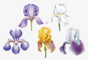 Set Of Flowers Png And Soloveika - Iris Albicans #2124811