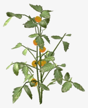 Tomate - Portable Network Graphics #2127358