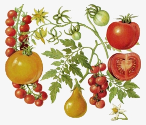 Tomate - Tomato Botanical Print #2127775