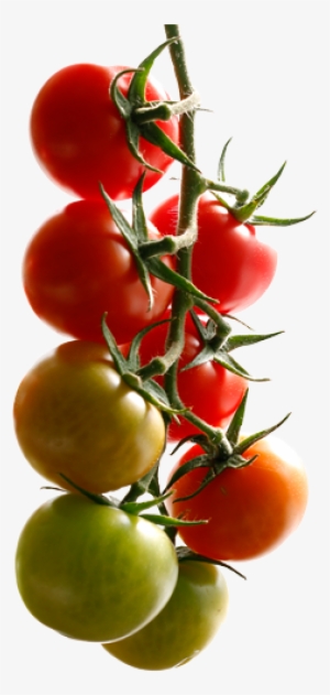 Sagami Savoura Biologico Serres Tomates Biologique - Serres Du St-laurent Inc (les) #2127936