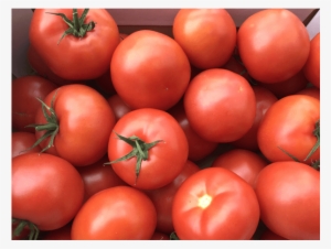 Tomate - Tomato #2127961
