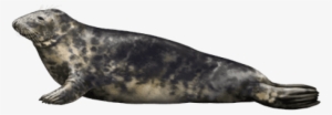 Free Png Harbor Seal Png Images Transparent - Portable Network Graphics #2127983