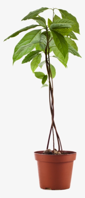 Planta De Aguacate - Avocado In Flower Pot #2129848