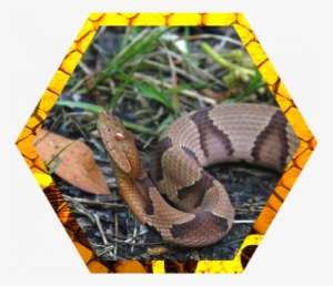 Copperhead Snakes - Northern Copperhead #2130403