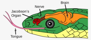 Color Illustration Of A Snake's Head, Showing Jacobson's - Organ Jacobson #2130661