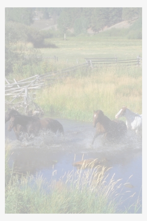 Horse - Running With Horses: A Story Of Love #2132791