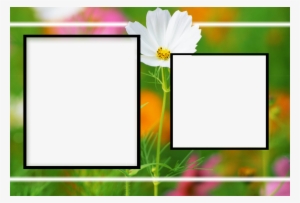 Albums Frames Engagement Frames Love Frames Marriags - Birthday Flower Frame Png #2133943