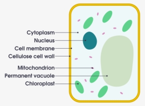 File - Plant Cell Vs Animal Cell Simple #2136812