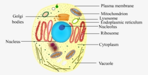 Banner Free Stock Cells Drawing Life Science - Fundamental Unit Of Life Cell #2136919
