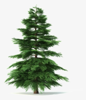 Fir-tree Png Pic - Petit Sapin #2137303