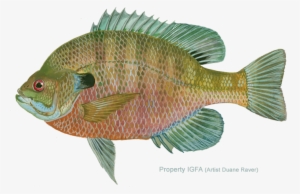 Love Bream Brim Fishing - Fishing #2137715