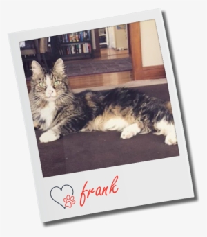 Personal - Kitten #2138882